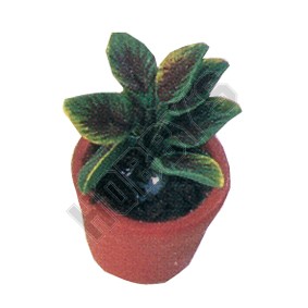 House Plant In Pot