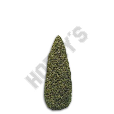 Topiary Cone Shrub