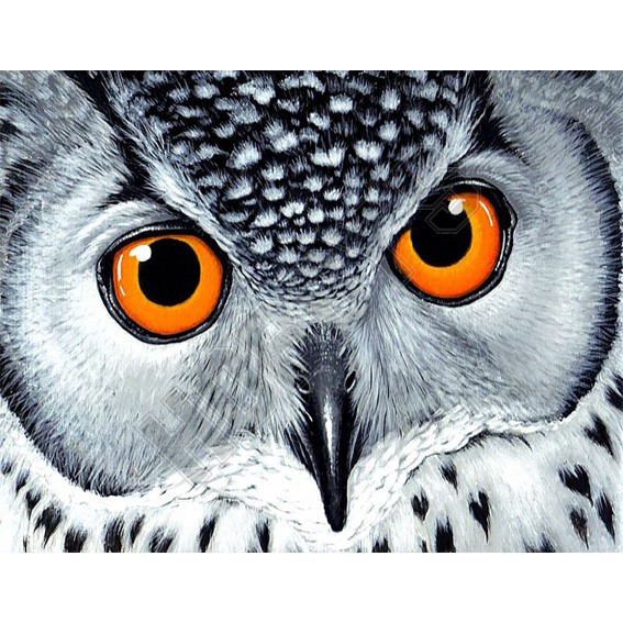 Owl's Look