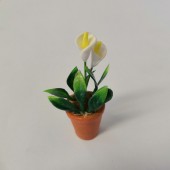 White Flowers In Flowerpot