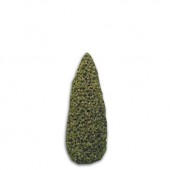 Topiary Cone Shrub